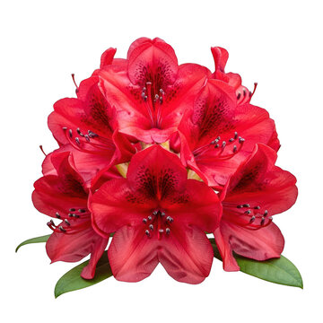 A bouquet of vibrant red rhododendron flowers isolated on transparent background