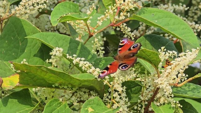 Peacock butterfly (Inachis Io) on blooming white butterfly bush (Buddleja davidii) in springtime