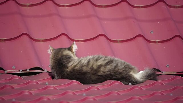 Cat roof resting fluffy tabby feline lies comfortably on a bright red metal roof while looking around during a peaceful day