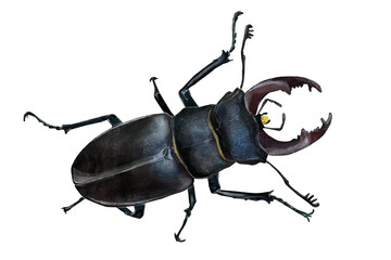 Fototapeta premium Illustration of a male european stag beetle (Lucanus cervus) in watercolor style, isolated on white background 