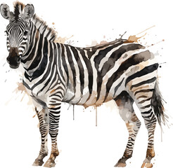 Obraz premium Watercolor Zebra, Safari Animal Clipart, vector isolated on white background