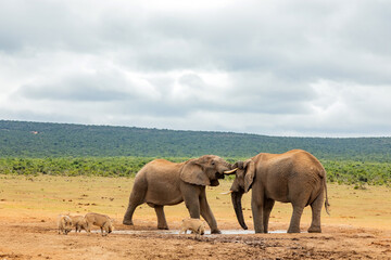 Fototapeta premium Elephant in Addo Elephant Safari Park