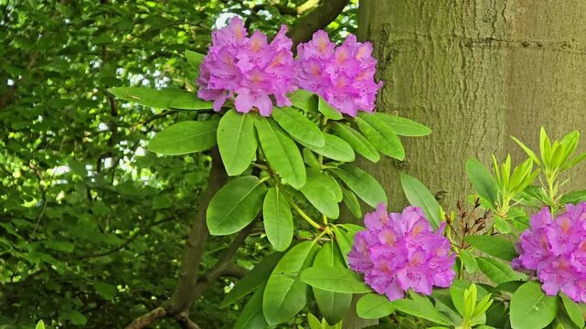 Close-up of purple rhododendron flowers blooming in a lush garden