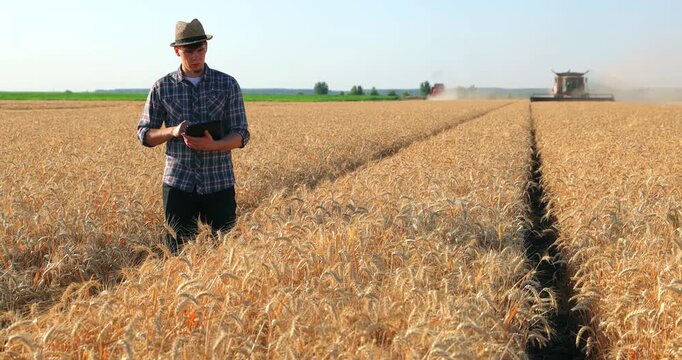 Young farmer agronomist controls the wheat harvest on a digital tablet, with two combine harvesters reaping wheat in the background - close up, slow motion. Sunny summer day.