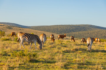 Fototapeta premium Zebra in Addo Elephant Safari Park