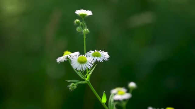 Annual Fleabane (Erigeron annuus). Asteraceae Family Disk and Ray Florets Morphological Structure. Capitulum Blossom Buds Development.