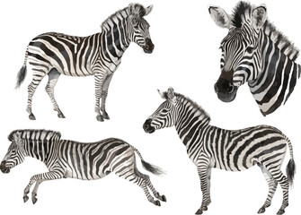 Obraz premium set of Watercolor Zebra Illustration, Safari Animal Clipart, vector isolated on white background