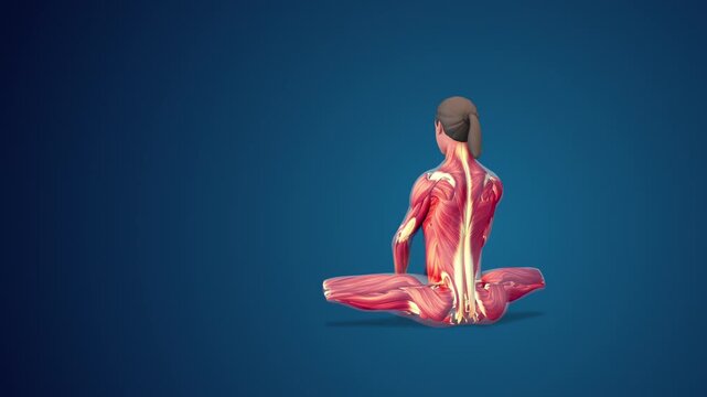 3D human Baddha Konasan or Bound Angle yoga pose on blue background, loopable
