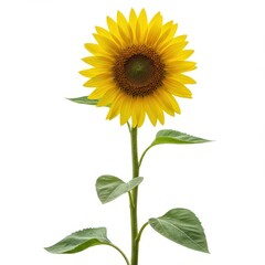 Fototapeta premium A vibrant yellow sunflower bloom captured in a studio setting, starkly isolated against a pure white background, symbolizing summer warmth and natural beauty, yellow, flora, closeup