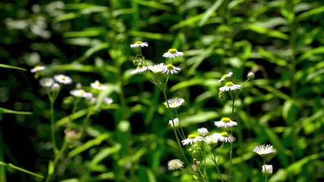 Meadow Medicine Herb: Annual Fleabane (Erigeron annuus). Botanical Science Specimen. Blurred Bokeh.