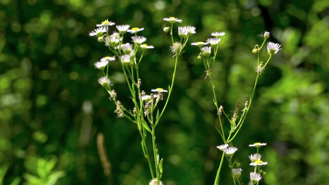 Annual Fleabane (Erigeron annuus), a wild member of the Asteraceae family, in bloom. Meadow Medicine Herb.