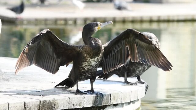 Two cormorants enjoy the sun, preen their feathers, and dry their wings near water in a park. A pair of birds spending time together. A unique moment in the life of Mediterranean birds.