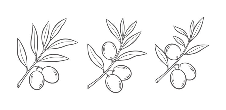 Black and white olive branch with varying olive quantities olives leaves