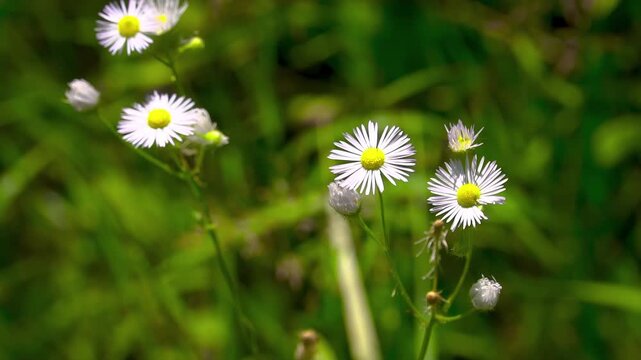 Annual Fleabane (Erigeron annuus). Homeopathy Herbal Extract Essential Oil Ingredients. Organic Skincare Wellbeing Cosmetics Raw Material. Meadow Medicine Herb. Blurred Background.