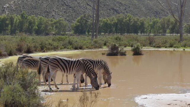 Zebras drinking water at small pond surrounded by dry vegetation in African savanna