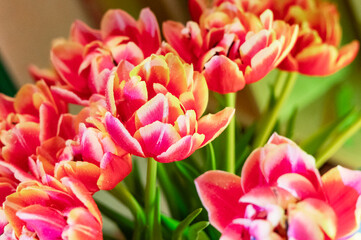 Fototapeta premium Bouquet of fresh pink and yellow tulips with water drops. Spring garden flowers in bloom. Floral nature background for Mothers Day or greeting card gift. Botanical beauty concept.