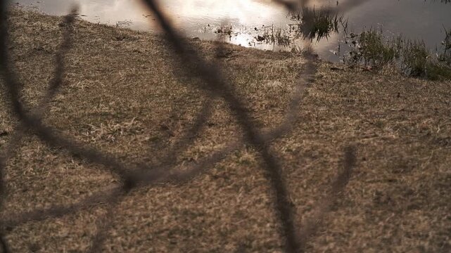 枯れた草原を流れる川を背景に枯れ枝のシルエット