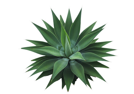 Top view of a green agave plant isolated on transparent background