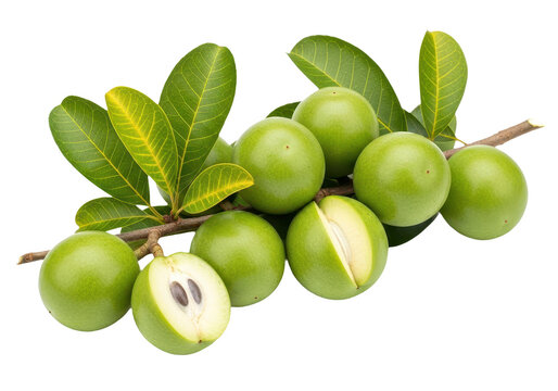 Fresh genip fruit or melicoccus bijugatus isolated on transparent background