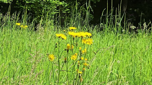 Wall hawkweed (Hieracium murorum) blooming close-up in summer meadow