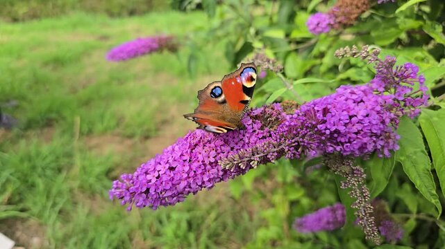 Slow motion peacock butterfly (Aglais io) on purple butterfly bush