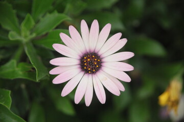Fototapeta premium Osteospermum
