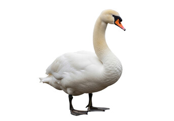 Obraz premium A majestic white mute swan standing, isolated on transparent background