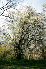 Fototapeta premium White cherry blossom tree in natural landscape with sunlight, ideal for spring nature themes, travel visuals, relaxation concepts and environmental storytelling