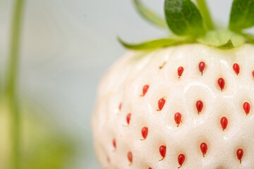 Premium Japanese Awayuki white strawberry pineberry ripe berry on hand growing in hydroponic greenhouse farm, fresh organic strawberry fruit harvest in agriculture plantation cultivation ,copy space © Pattanan