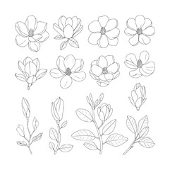 Fototapeta premium Black and white line magnolia flowers and branches magnolias buds leaves