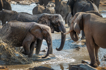Obraz premium Large group of elephants drinking and splashing water at Halali waterhole in Etosha National Park, wildlife safari and game drive in Namibia, Africa