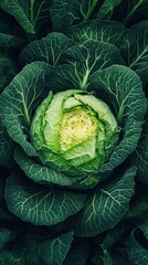Fototapeta premium Organic Cabbage Cut Illustration Clean Green Vegetable Design
