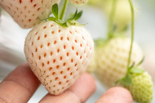 Premium Japanese Awayuki white strawberry pineberry ripe berry on hand growing in hydroponic greenhouse farm, fresh organic strawberry fruit harvest in agriculture plantation cultivation ,copy space