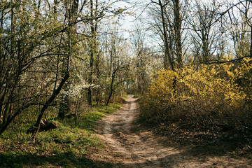 Fototapeta premium Forest trail with blooming yellow forsythia and sunlight rays, ideal for spring travel visuals, wellness themes, eco lifestyle and seasonal storytelling
