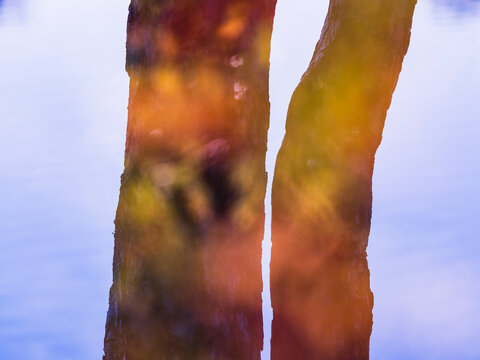 View of tree trunk reflection on glass