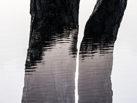 Black and white image of lake and tree trunk