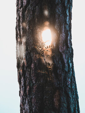 Twig on illuminated tree trunk against white background