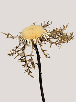 Dead Stemless Carline Thistle against colored background
