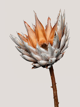 Dried king protea flower against colored background