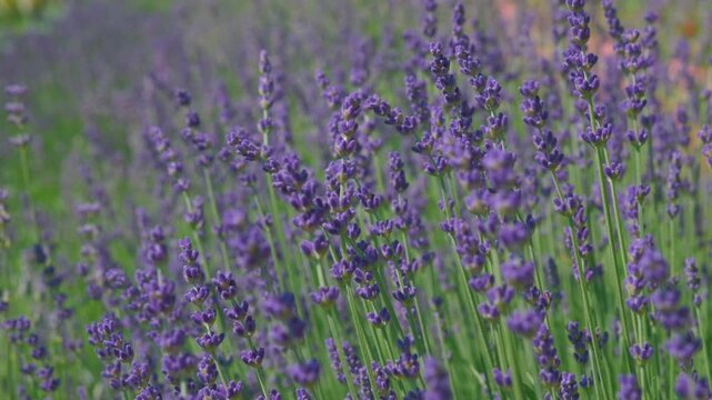 Beautiful unbloomed purple lavender (Lavandula) buds in a tranquil summer field swaying gently in the wind, static close up