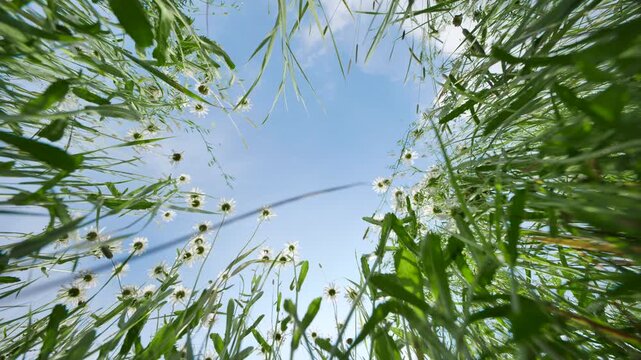 Heracleum and daisies growing upwards in a summer field, framing a clear blue sky