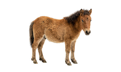 A brown przewalski s horse foal stands gracefully isolated on transparent background © ATIQULISLAM