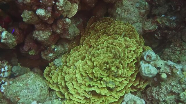 Underwater footage highlighting Montipora coral, a leafy and ruffled species, adding texture and color to the thriving coral reef environment.