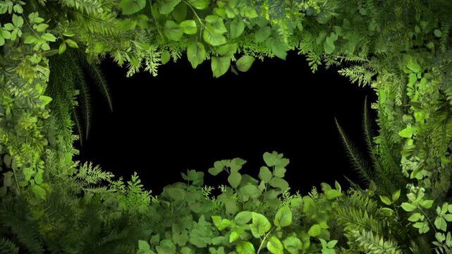 Static shot of foliage frame revealing black background in studio setting with green leaves and ferns surrounding central void