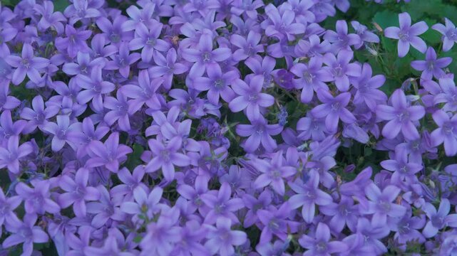 Vibrant carpet of blooming Dalmatian bellflowers (Campanula portenschlagiana) in a peaceful spring garden, static macro close up