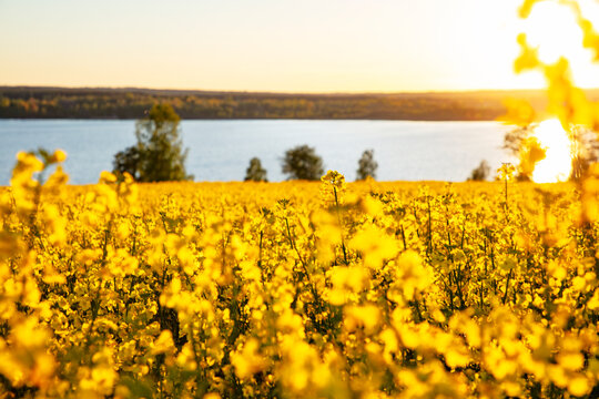Selective focus of canola flowers in field at sunny day