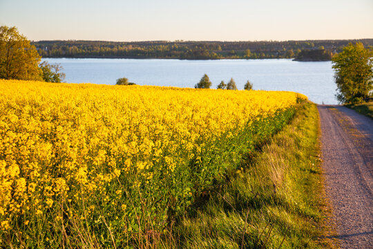Tranquil view of rapeseed oil in meadow near river against clear sky