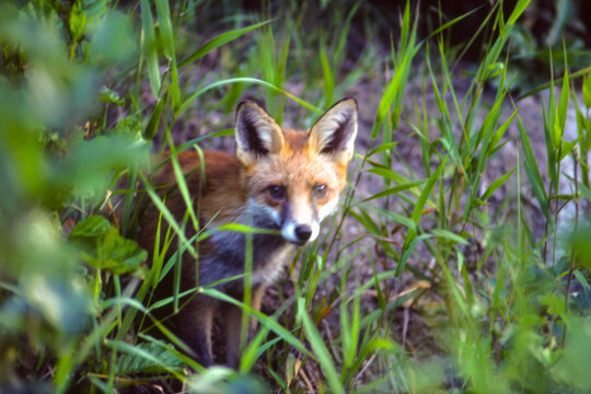 View of fox hiding amidst grass in forest