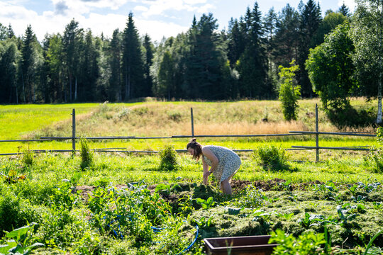 Mature woman weeding in garden on sunny day