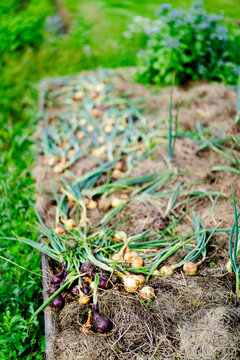 High angle view of scallions lying on garden bed